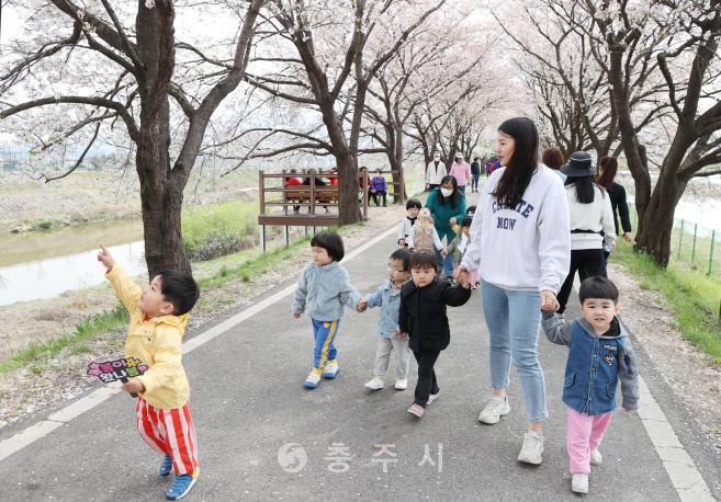 봉방동 하방마을 벚꽃길 걷기 행사 사진