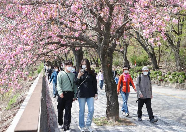 충주호 벚꽃축제 사진