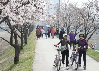 봉방동 벚꽃길 걷기대회 사진