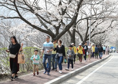 충주호 벚꽃길 걷기대회 사진