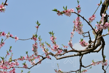 충주 복숭아꽃 만개 사진
