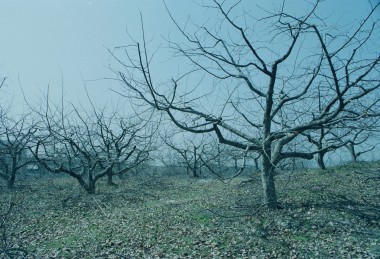 사과나무 전지작업 사진