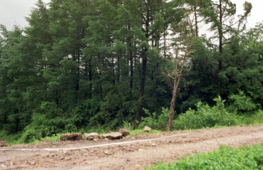 미륵리 진입도로 나무 의 사진
