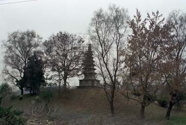 중앙탑 정비(나무제거) 의 사진