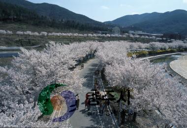 수안보온천 벚꽃 사진