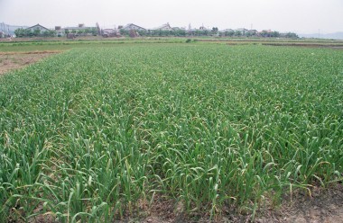 마늘 재배 밭 의 사진