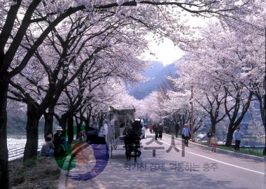 수안보온천 벚꽃거리 사진
