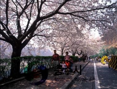 충주댐 벚꽃거리 사진