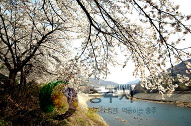 충주댐과 벚꽃 사진