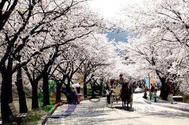 수안보 벚꽃 터널 의 사진