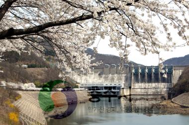 벚꽃만개(충주댐) 사진