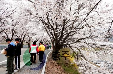 수안보온천 벚꽃만개 사진