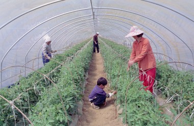 토마토 재배현장 사진