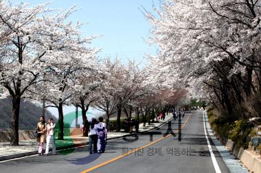 충주호변 벚꽃거리 사진