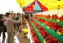 제9회 사과축제 의 사진