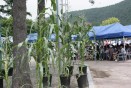 옥수수 축제 의 사진