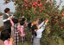 사과나무가로수 사과따기 체험 의 사진
