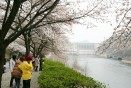 충주댐 벚꽃 만개 의 사진