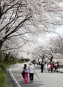 충주댐 벚꽃 만개 관광객 몰려 의 사진