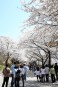 제1회 벚꽃축제 의 사진