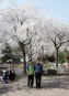 제1회 충주호벚꽃축제 의 사진