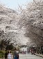 충주댐 벚꽃 만개 의 사진