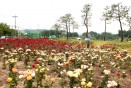 호암공원 장미꽃 만개 의 사진