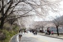 충주호 벚꽃 만개 의 사진