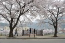 수안보온천 벚꽃거리 의 사진