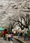 충주댐 벚꽃만개 의 사진