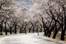수안보온천 벚꽃길 만개 의 사진
