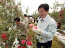 한창희 시장 사과수확 체험 의 사진