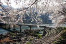 층주댐 벚꽃 만개 의 사진