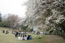 탄금대 벚꽃 만개 의 사진