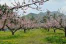 충주 복숭아꽃 만개 의 사진