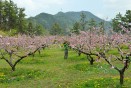 충주 복숭아꽃 만개 의 사진