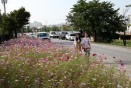 코스모스 꽃길 가을 정취 만끽 의 사진