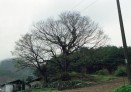 느티나무 의 사진
