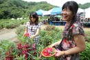 2011 봉숭아 꽃잔치 의 사진