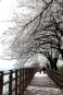 탄금호(조정지댐) 벚꽃 장관 의 사진