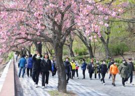 충주호 벚꽃축제 의 사진