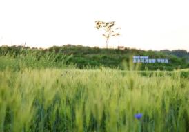 탄금공원 청보리밭 의 사진