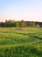 탄금공원 청보리밭 의 사진