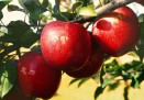 장려-사과길-이숙종 의 사진