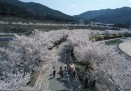 수안보온천 벚꽃 의 사진