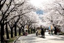 수안보 벚꽃 터널 의 사진