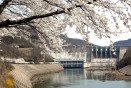 벚꽃만개(충주댐) 의 사진