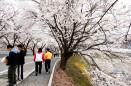 수안보온천 벚꽃만개 의 사진