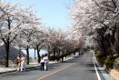 충주호변 벚꽃거리 의 사진