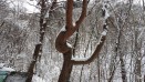 하늘재 연아 닮은 나무 의 사진